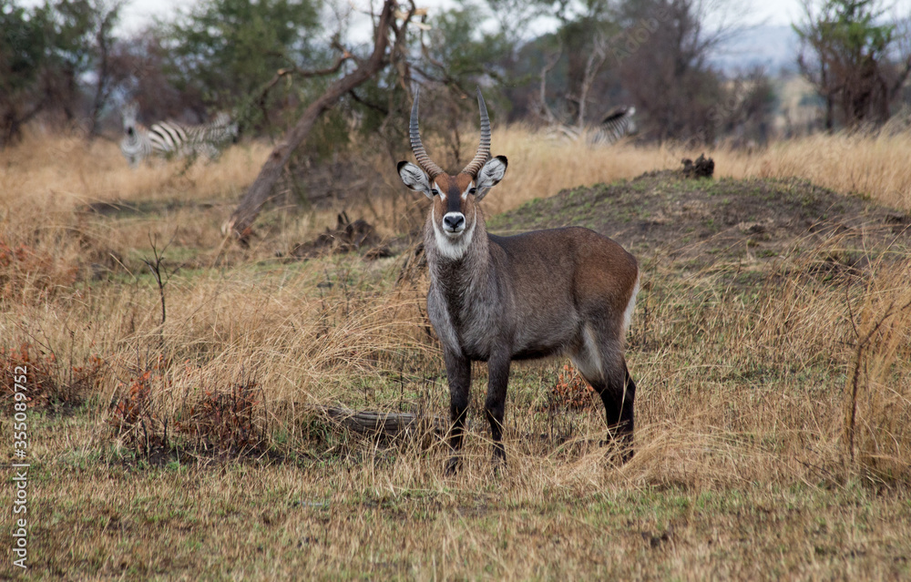 Defassa Waterbuck (Kobus ellipsiprymnus). Defassa Waterbuck (Kobus ellipsiprymnus).