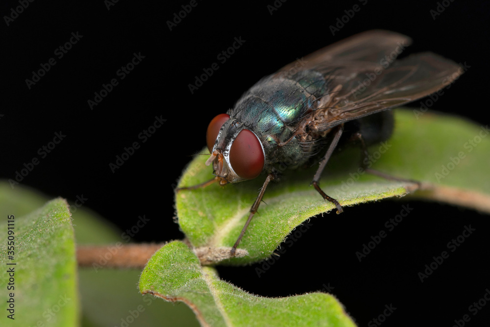 Naklejka premium Eyes of Blue bottle fly, Calliphora vomitoria, Satara,Maharashtra, India