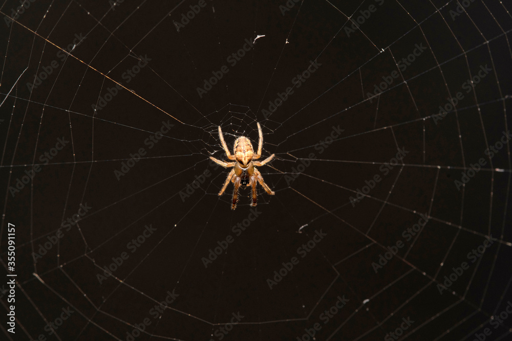 Fototapeta premium Guizygiella indica, Tetragnathadae, Lonand, Maharashtra, India