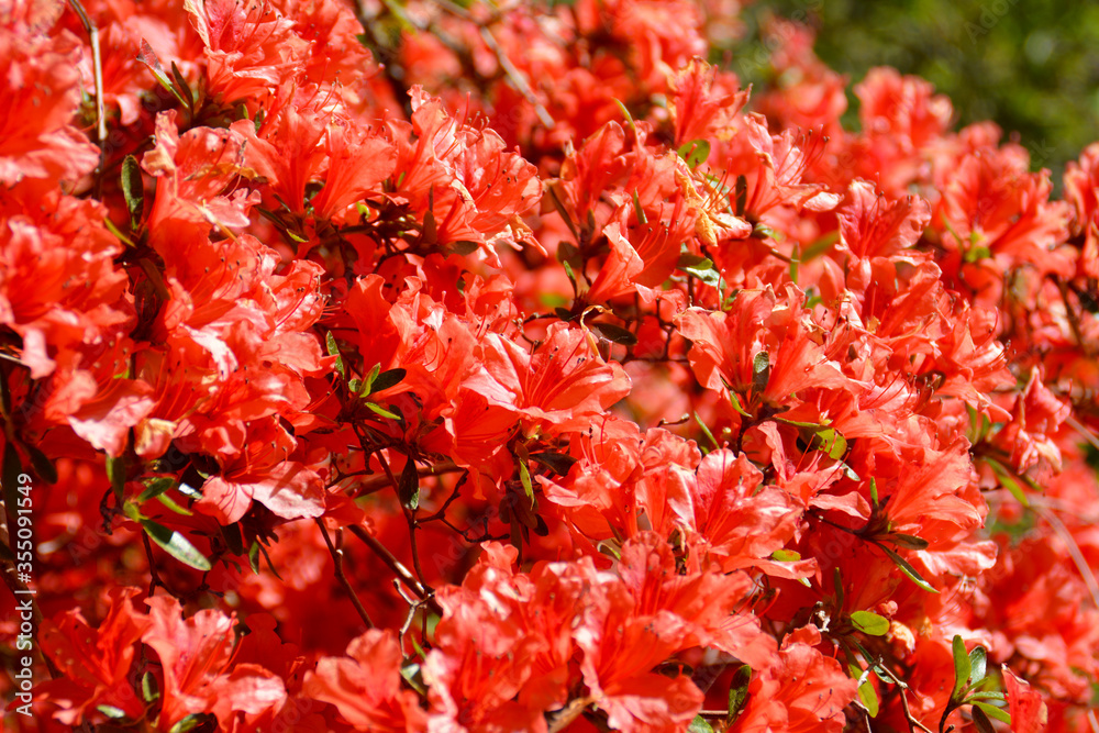 Reich blühende rote Azalee, Botanischer Garten in Gütersloh Reich blühende rote Azalee, Botanischer Garten in Gütersloh