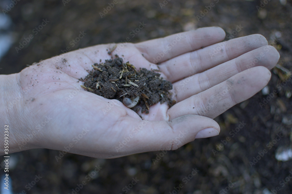 Soil and grub on a woman's hand, new life in human hand ecology concept for save the earth, Soil and grub on a woman's hand, new life in human hand ecology concept for save the earth,