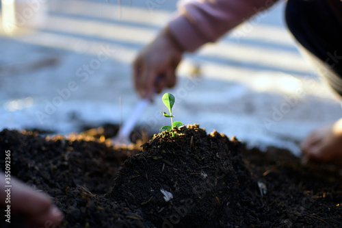 The seedling are growing on the soil, Family activity on weekend to learning Beyond Classroom. ecology concept