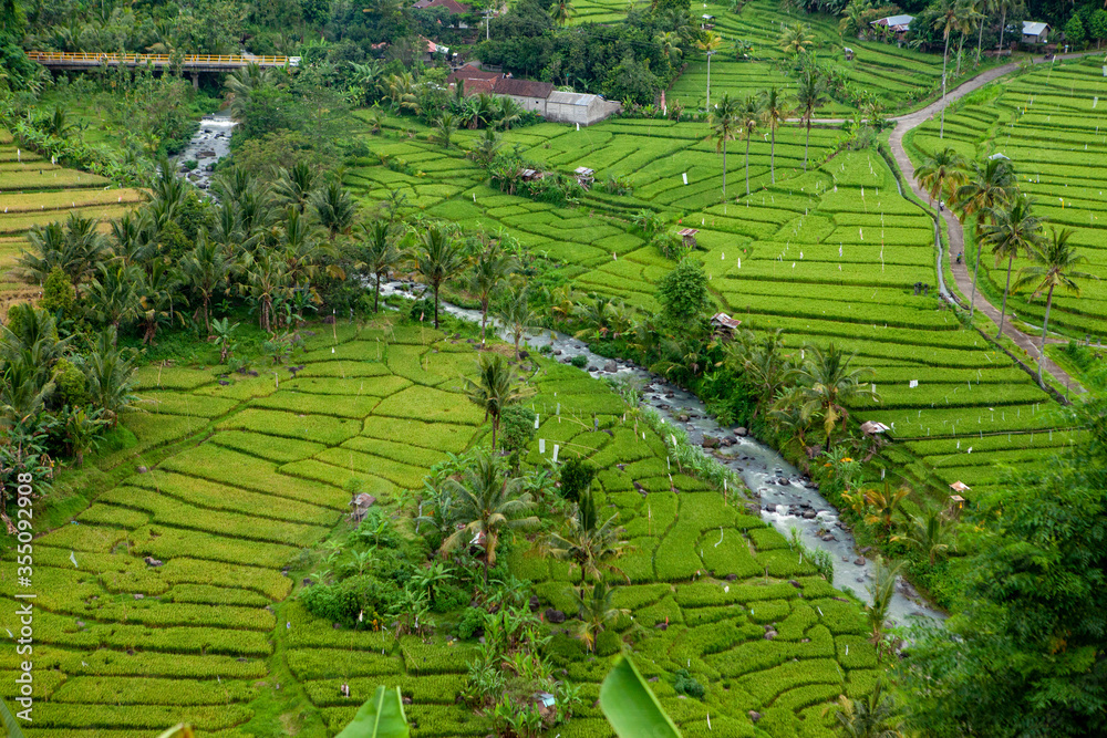 River flows through rice fields in Bali Indonesia