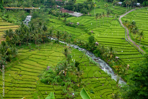 River flows through rice fields in Bali Indonesia