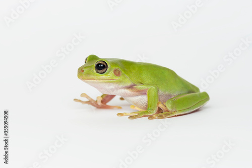 Dumpy frog on white background