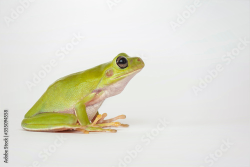 Dumpy frog on white background