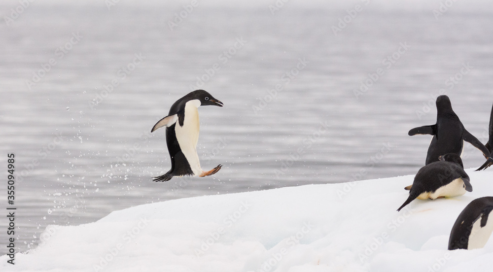Fototapeta premium Penguin jumping onto the ice