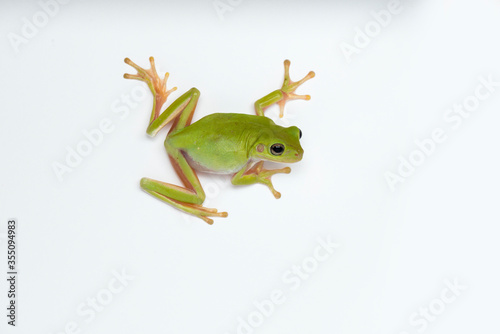 Dumpy frog on white background