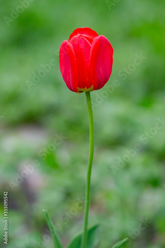 Single tulip. Beautiful red flower over a green blurred background