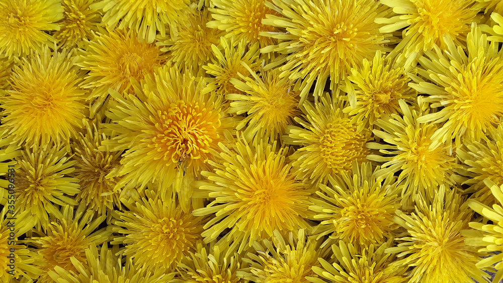 Dandelions. Background made of dandelion flowers. Creative background. Postcard. Banner. Yellow floral background. Background of dandelion flowers