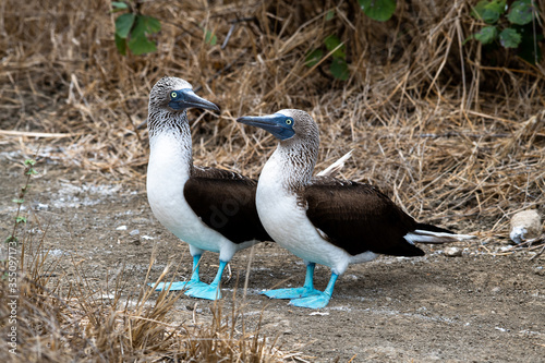 Blue-footed Booby (sula nebouxii) on Isla de la Plata, Ecuador photo