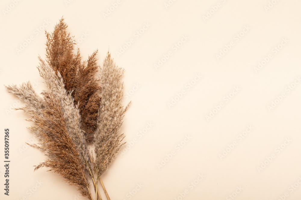 Fototapeta premium Dried flowers. Nature mockup background. Autumn flat lay composition.