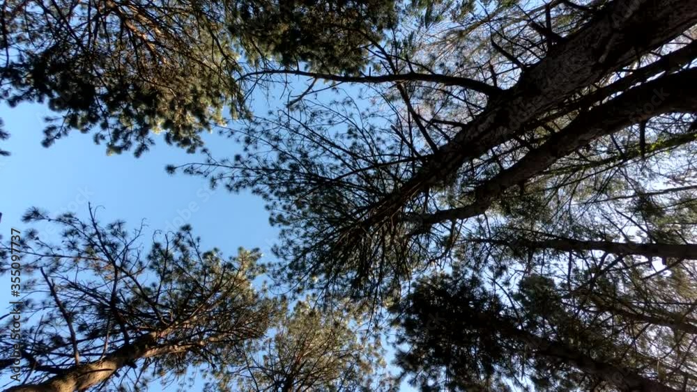 Looking up to tree tops and blue sky, while walking through forest, on a sunny day, in Germany Looking up to tree tops and blue sky, while walking through forest, on a sunny day, in Germany