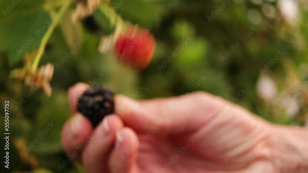Close up Hands picking ripe blackberry. Ripe and Unripe blackberry with withe flowers. Healthy food. Farmer at work. Close up Hands picking ripe blackberry. Ripe and Unripe blackberry with withe flowers. Healthy food. Farmer at work.