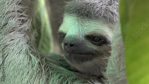 Three-toed sloth close up. Blinking and looking around. Bradypus variegatus photo