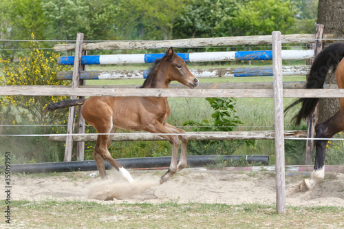One week old mare foal is playing, she jumps over an obstacle, behind a fence, happy active brown foal.