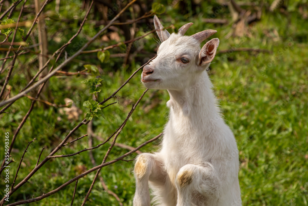 Young domestic goat on rear legs Young domestic goat on rear legs