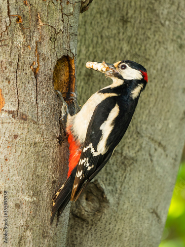 Pájaro carpintero entrando en su nido con comida. photo