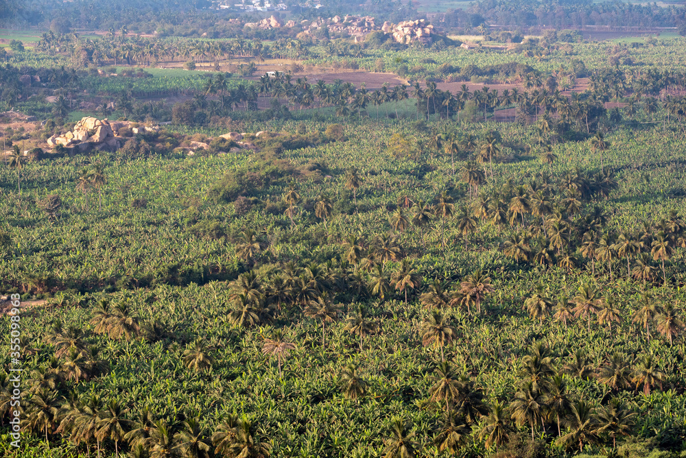 Banana and Coconut fields in Hampi, Karnataka, India