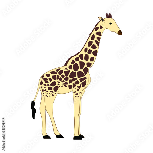 giraffe on white background