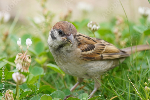 sparrow on grass