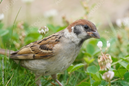 sparrow on grass © Matthewadobe