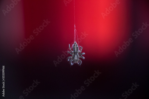 Spider swinging in a spiderweb with red and purple light behind 