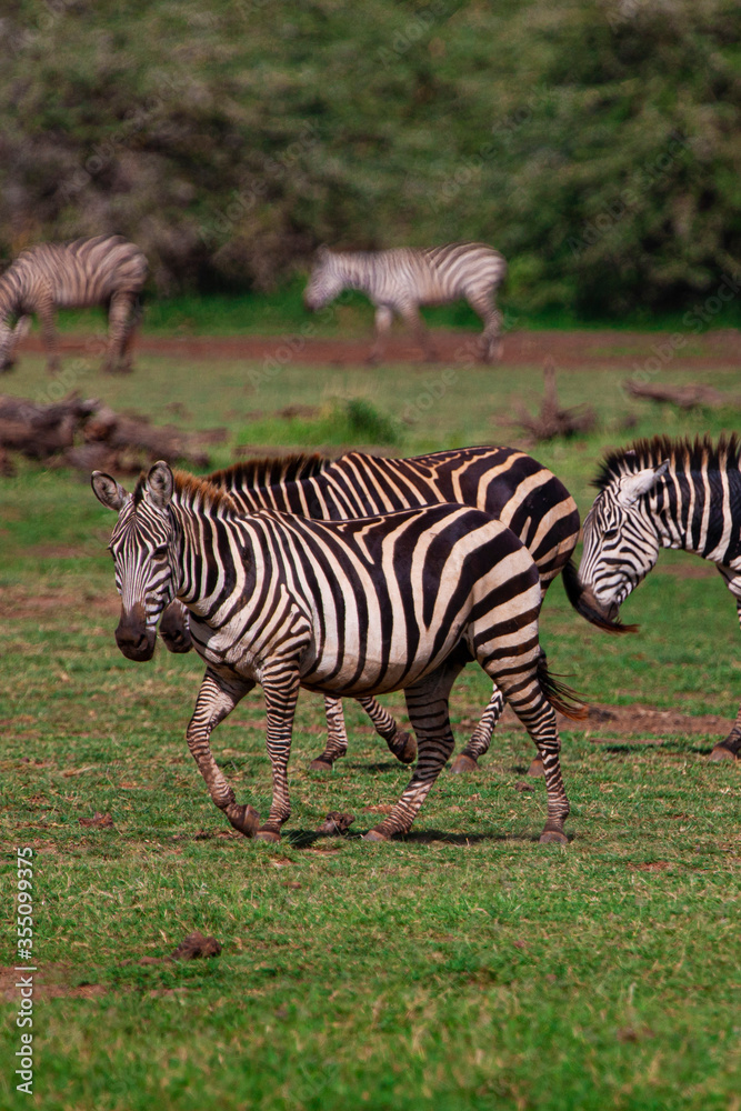 Zebras in the Lake Manyara National Park, Tanzania Zebras in the Lake Manyara National Park, Tanzania
