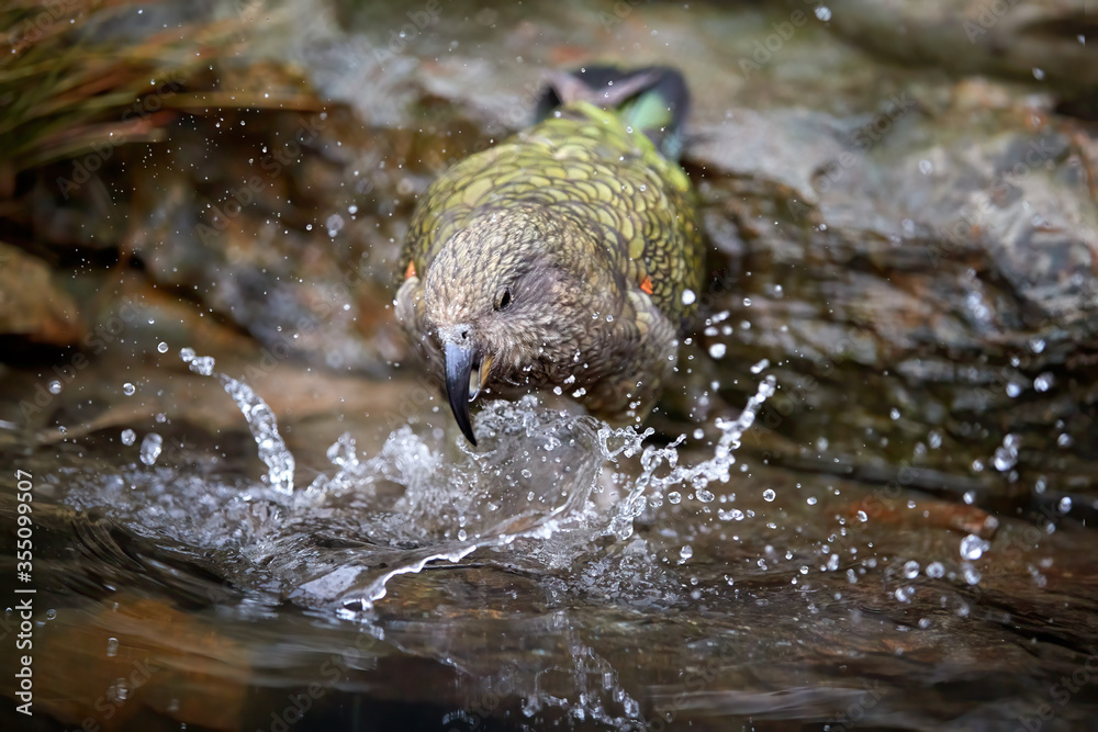 Fototapeta premium Alpine parrot, Kea, Nestor notabilis, standing in rocky pool, splashing water around. Protected olive-green parrot with scarlet underwings. Endemic to New Zealand. Alpine natural environment.