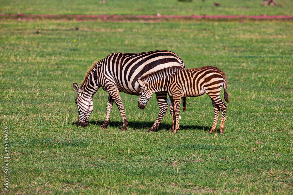 Zebras in the Lake Manyara National Park, Tanzania Zebras in the Lake Manyara National Park, Tanzania