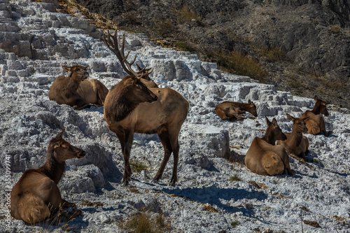 Herd of elk enjoying the warmth of Mammoth Hot Springs, Yellowstone National Park.