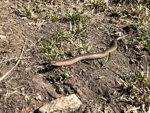 Brown slowworm in the grass on sun