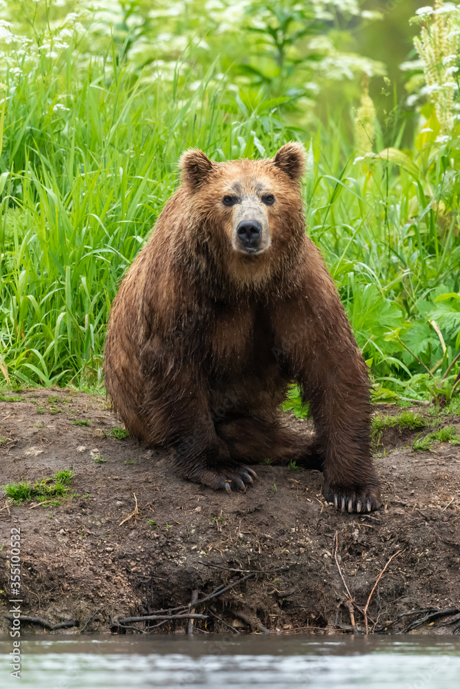 Fototapeta premium Ruling the landscape, brown bears of Kamchatka (Ursus arctos beringianus)