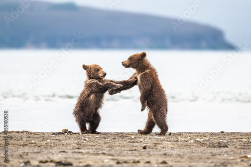 Ruling the landscape, brown bears of Kamchatka (Ursus arctos beringianus)