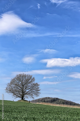 Single tree with large spreading leafless tree top over the green field and sky