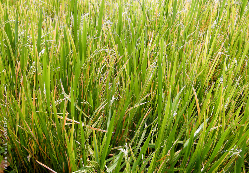 Rice paddy field with just before harvest.Paddy farm in Sri Lanka.Young rice seeds. Rice paddy field with just before harvest.Paddy farm in Sri Lanka.Young rice seeds.