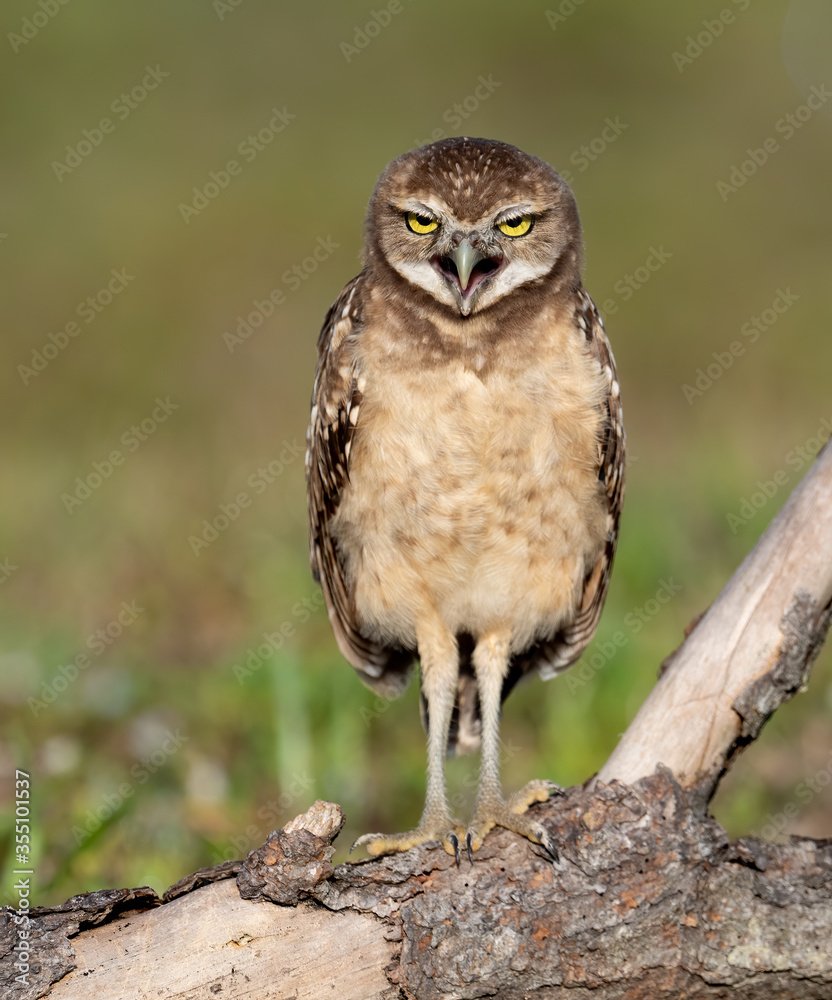 Naklejka premium Burrowing Owl in Florida 