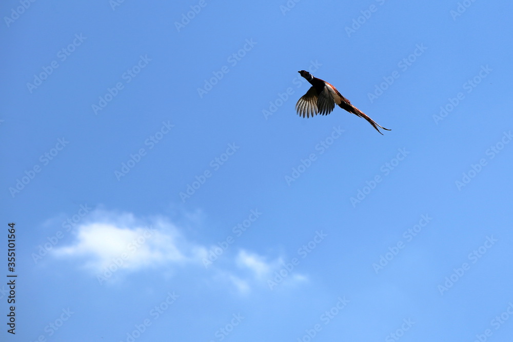 Single flying pheasant on the blue sky with single cloud Single flying pheasant on the blue sky with single cloud