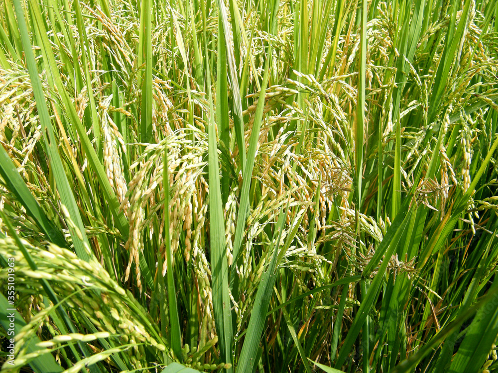 Rice paddy field with just before harvest.Paddy farm in Sri Lanka.Young rice seeds. Rice paddy field with just before harvest.Paddy farm in Sri Lanka.Young rice seeds.