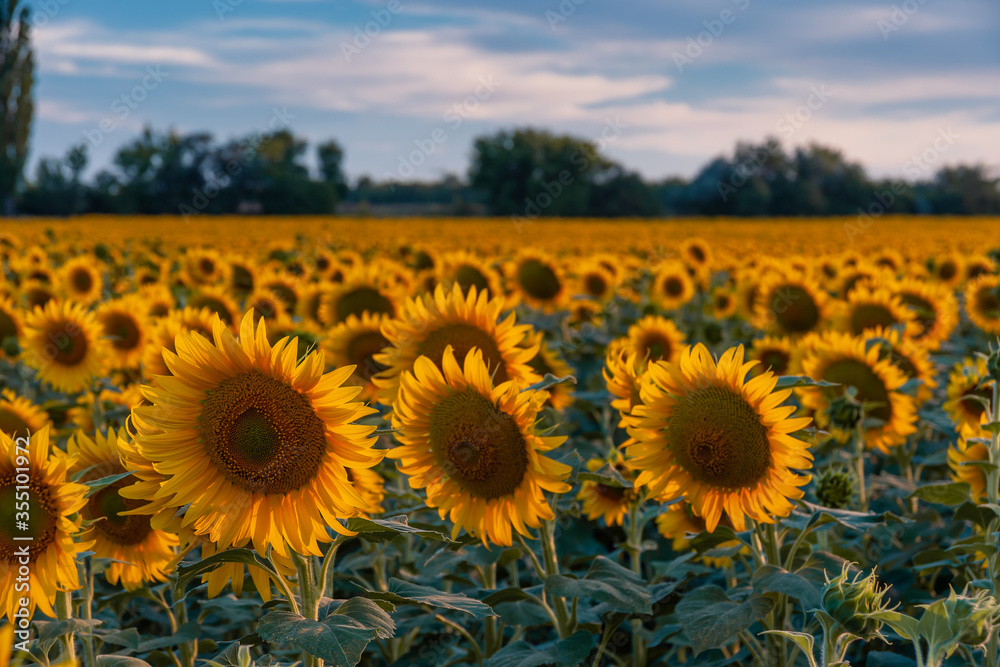 Agricultural landscape with sunflowers field