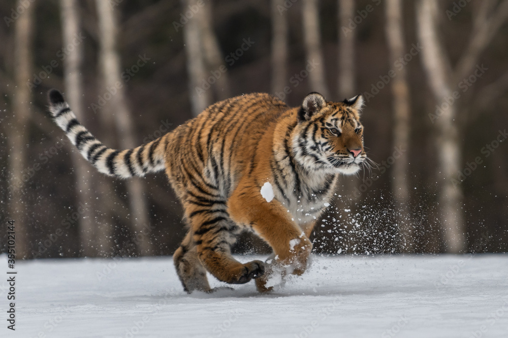 Siberian Tiger running in snow. Beautiful, dynamic and powerful photo of this majestic animal. Set in environment typical for this amazing animal. Birches and meadows