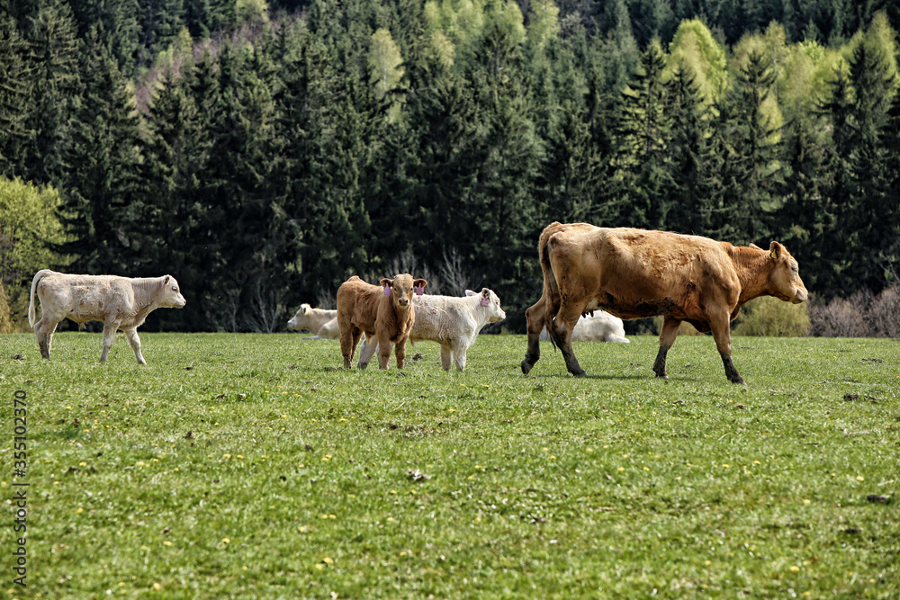 Large brown cow with brown and white vealers Large brown cow with brown and white vealers