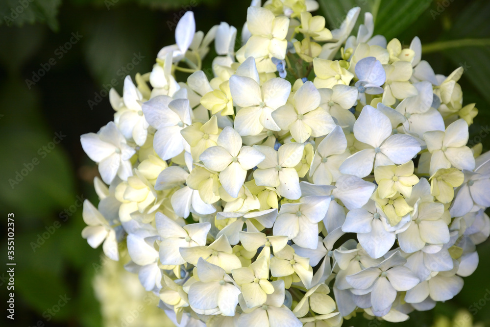 あじさい、アジサイ、紫陽花 あじさい、アジサイ、紫陽花