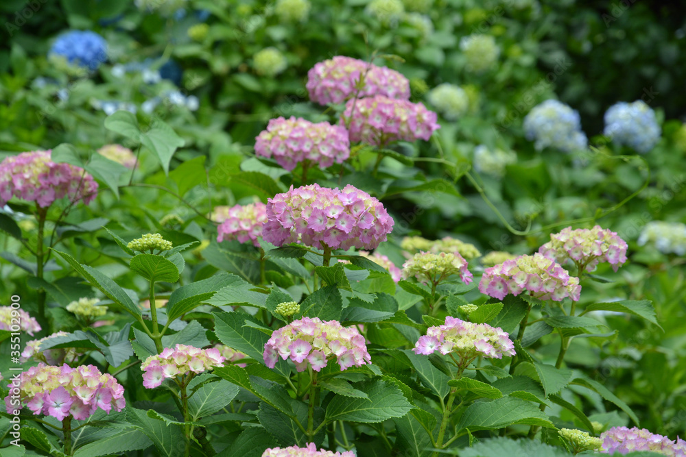 あじさい、アジサイ、紫陽花 あじさい、アジサイ、紫陽花