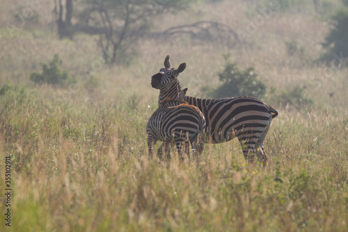 Zebras standing in high grass in the early morning in Kenya.