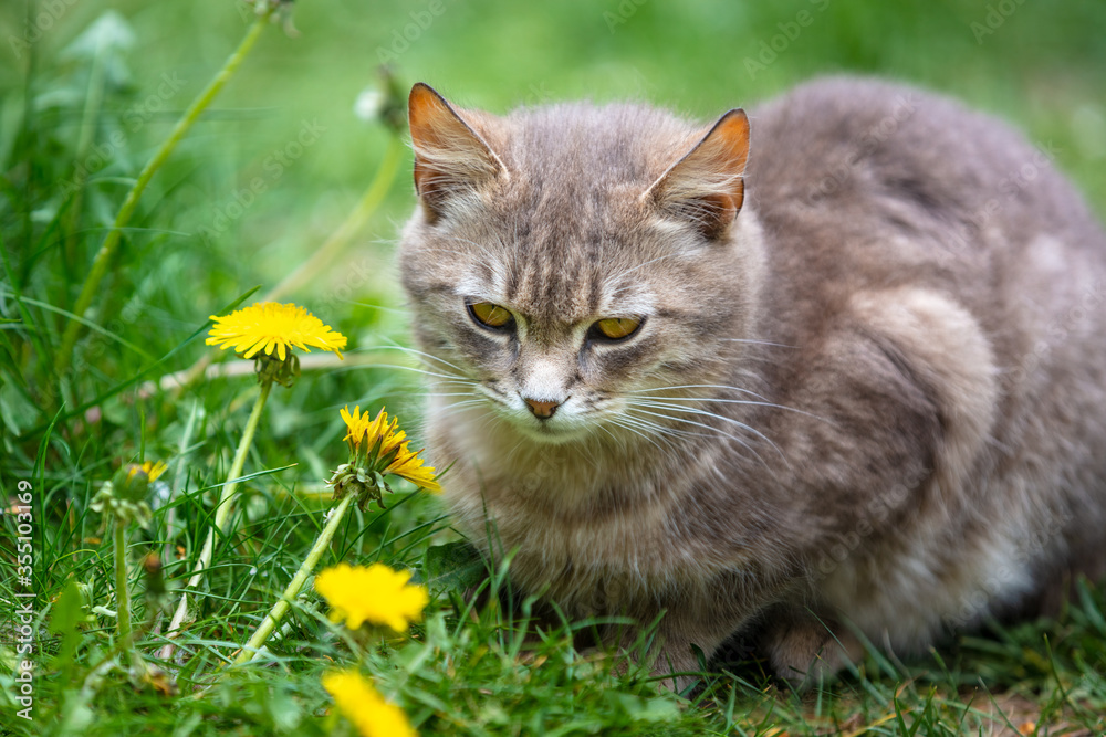 Cute cat sits on the grass in a spring garden next to dandelion flowers