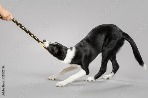 isolated black and white border collie puppy portrait playing tug of war with a yellow and black toy on a grey seamless background in the studio