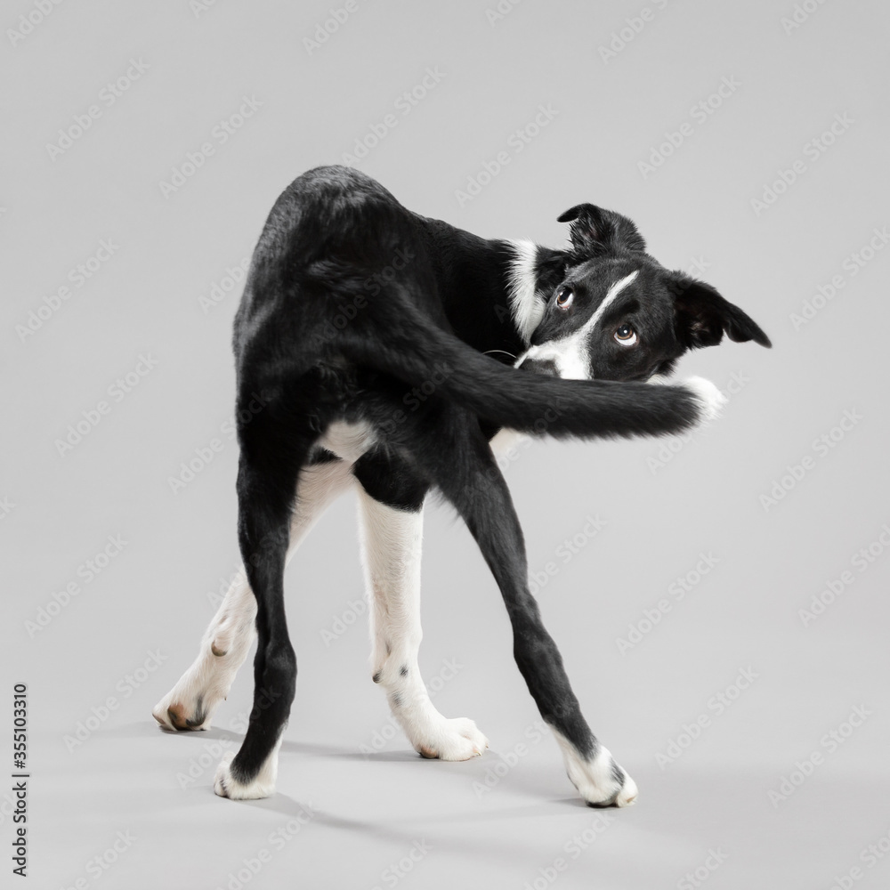 isolated black and white border collie puppy portrait spinning around