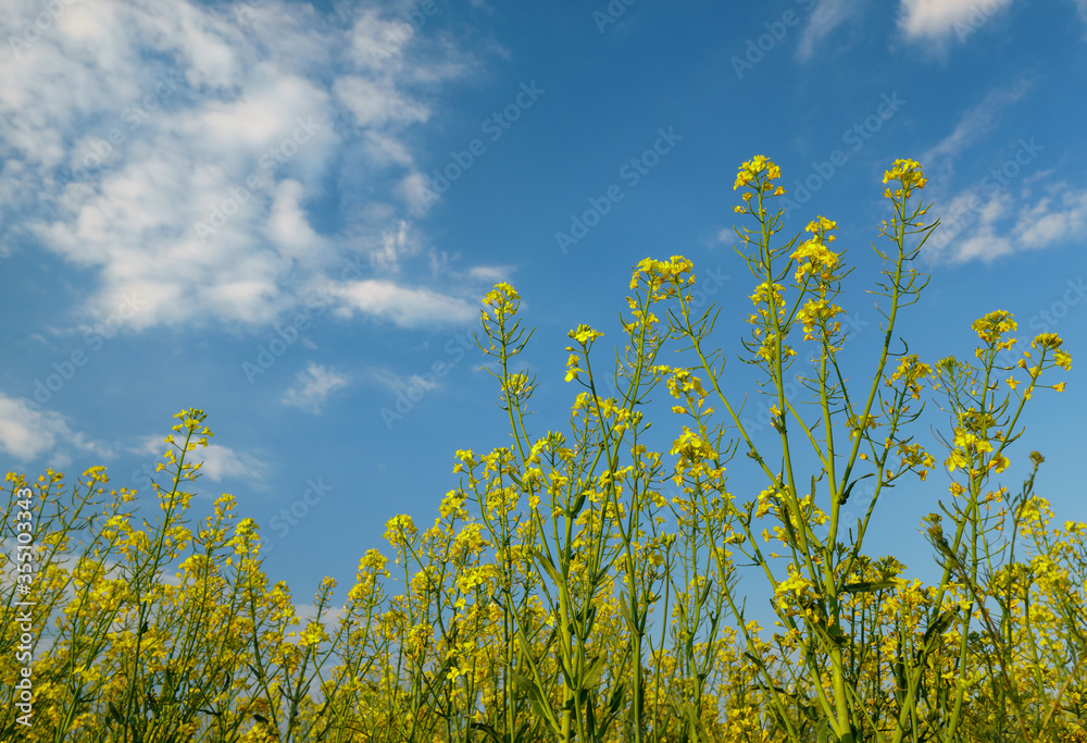 Rapeseed flowers against the blue sky with clouds. Rapeseed flowers against the blue sky with clouds.