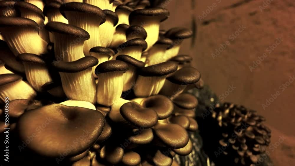 Mushrooms time lapse. Oyster mushrooms. Vegetarian food. Mycelium. Grow mushrooms. Biological background. Mushrooms pattern for design. Food cultivation. Accelerated growth. Healthly food. Wow effect. Mushrooms time lapse. Oyster mushrooms. Vegetarian food. Mycelium. Grow mushrooms. Biological background. Mushrooms pattern for design. Food cultivation. Accelerated growth. Healthly food. Wow effect.